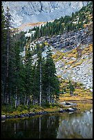 Firs on shoreline, Lower Sand Creek Lake. Great Sand Dunes National Park and Preserve ( color)