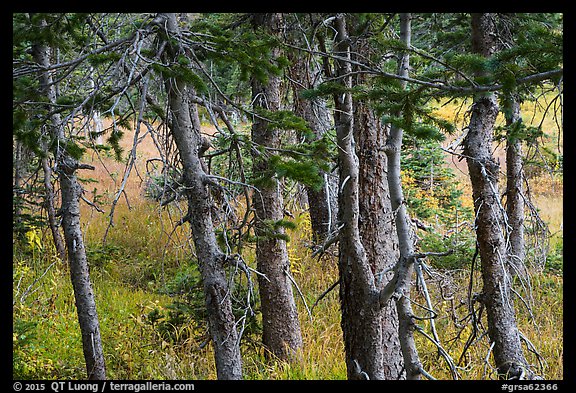 Fir trunks, Lower Sand Creek Lake. Great Sand Dunes National Park and Preserve (color)