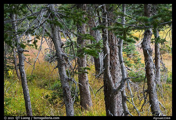 Fir trunks, Lower Sand Creek Lake. Great Sand Dunes National Park and Preserve, Colorado, USA.