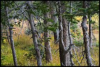 Fir trunks, Lower Sand Creek Lake. Great Sand Dunes National Park and Preserve ( color)