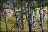 Fir trunks, Lower Sand Creek Lake. Great Sand Dunes National Park and Preserve, Colorado, USA.