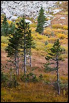 Fir trees, srubs in autumn color, and rocks. Great Sand Dunes National Park and Preserve, Colorado, USA.