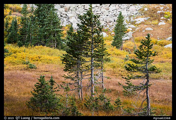 Fir trees, srubs in autumn color, and talus. Great Sand Dunes National Park and Preserve, Colorado, USA.