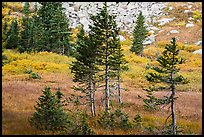 Fir trees, srubs in autumn color, and talus. Great Sand Dunes National Park and Preserve ( color)