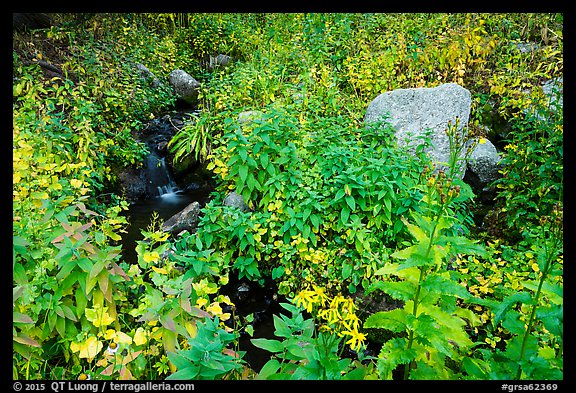 Lush vegetation around creek. Great Sand Dunes National Park and Preserve (color)