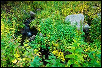 Lush vegetation around creek. Great Sand Dunes National Park and Preserve ( color)