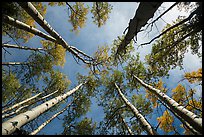 Looking up aspen. Great Sand Dunes National Park and Preserve ( color)