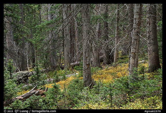 Forest in autumn. Great Sand Dunes National Park and Preserve, Colorado, USA.