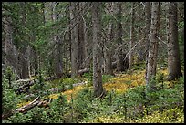 Forest in autumn. Great Sand Dunes National Park and Preserve ( color)