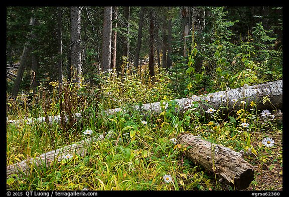 Wildflowers aud forest in autumn. Great Sand Dunes National Park and Preserve, Colorado, USA.