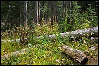 Wildflowers aud forest in autumn. Great Sand Dunes National Park and Preserve ( color)