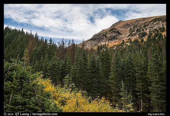 Peak rising above fir forest. Great Sand Dunes National Park and Preserve, Colorado, USA.