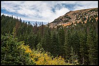 Peak rising above fir forest. Great Sand Dunes National Park and Preserve ( color)