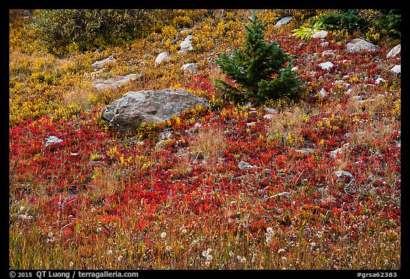 Berry plants in red autumn foliage. Great Sand Dunes National Park and Preserve (color)