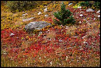 Berry plants in red autumn foliage. Great Sand Dunes National Park and Preserve, Colorado, USA.