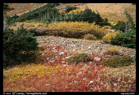 Alpine meadows in autumn. Great Sand Dunes National Park and Preserve (color)