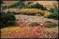 Alpine meadows in autumn. Great Sand Dunes National Park and Preserve, Colorado, USA.