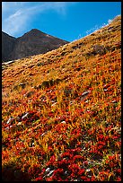 Berry plants in red autumn foliage and peak. Great Sand Dunes National Park and Preserve, Colorado, USA.