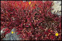 Close-up of alpine plants in autumn. Great Sand Dunes National Park and Preserve ( color)