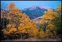 Aspen in autum foliage framing Mount Herard at dawn. Great Sand Dunes National Park and Preserve ( color)