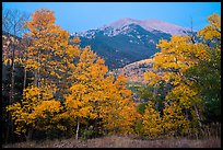 Aspen in autum foliage framing Mount Herard at dawn. Great Sand Dunes National Park and Preserve, Colorado, USA.