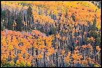 Golden aspen groves on slope. Great Sand Dunes National Park and Preserve ( color)