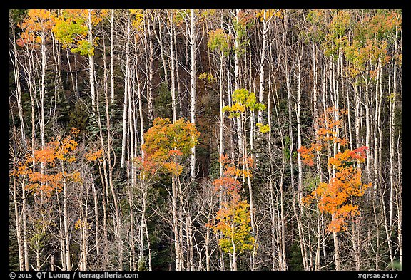 Hillside with trunks of aspen in autum. Great Sand Dunes National Park and Preserve, Colorado, USA.