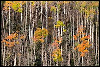 Hillside with trunks of aspen in autum. Great Sand Dunes National Park and Preserve ( color)
