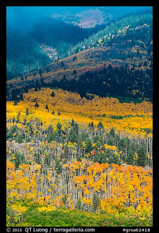 Slopes below Mt Herard with trees in autum color. Great Sand Dunes National Park and Preserve, Colorado, USA.