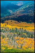 Slopes below Mt Herard with trees in autum color. Great Sand Dunes National Park and Preserve, Colorado, USA.