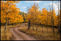 Gravel road through trees in autumn foliage, Medano Pass. Great Sand Dunes National Park and Preserve, Colorado, USA.