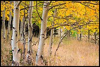 Aspen trees at edge of prairie in autumn. Great Sand Dunes National Park and Preserve, Colorado, USA.