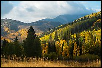 Hills covered with trees in autumn foliage near Medano Pass. Great Sand Dunes National Park and Preserve, Colorado, USA.