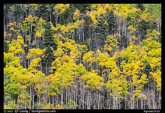 Hillside with aspen recently turned yellow. Great Sand Dunes National Park and Preserve (color)