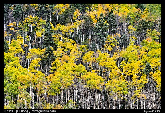 Hillside with aspen recently turned yellow. Great Sand Dunes National Park and Preserve, Colorado, USA.