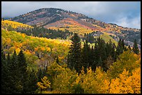 Hill blow Mt Herard covered with trees in colorful autumn foliage. Great Sand Dunes National Park and Preserve, Colorado, USA.