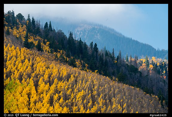 Aspen and firs on slope. Great Sand Dunes National Park and Preserve, Colorado, USA.