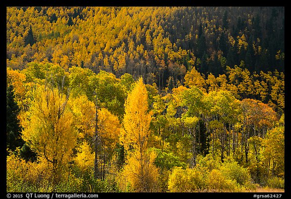 Hillside covered with trees in colorful autumn foliage. Great Sand Dunes National Park and Preserve, Colorado, USA.