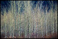 Bare trees. Grand Teton National Park, Wyoming, USA. (color)