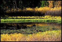 Pond with fall colors. Grand Teton National Park, Wyoming, USA. (color)