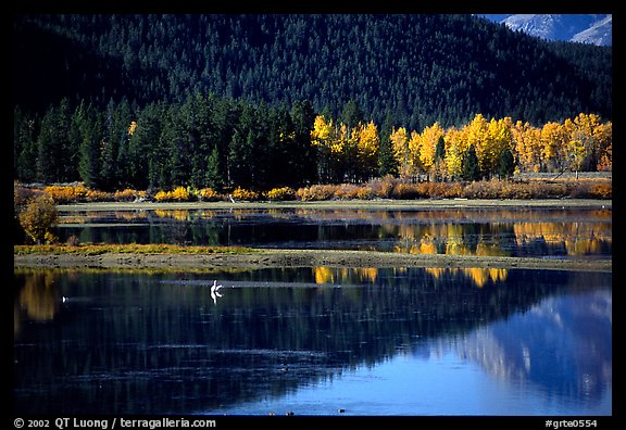 Fall foliage and reflections of Mt Moran in Oxbow bend. Grand Teton National Park (color)