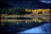 Fall foliage and reflections of Mt Moran in Oxbow bend. Grand Teton National Park, Wyoming, USA. (color)