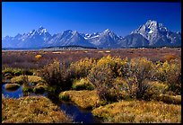 Teton range and fall colors on meadows. Grand Teton National Park, Wyoming, USA.