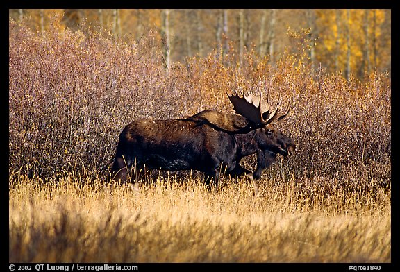 Bull moose in autumn. Grand Teton National Park (color)