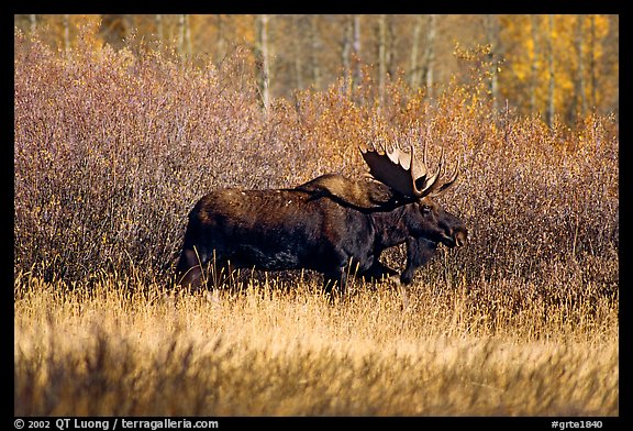 Bull moose in autumn. Grand Teton National Park, Wyoming, USA.