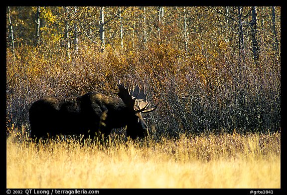 Bull moose out of forest in autumn. Grand Teton National Park, Wyoming, USA.