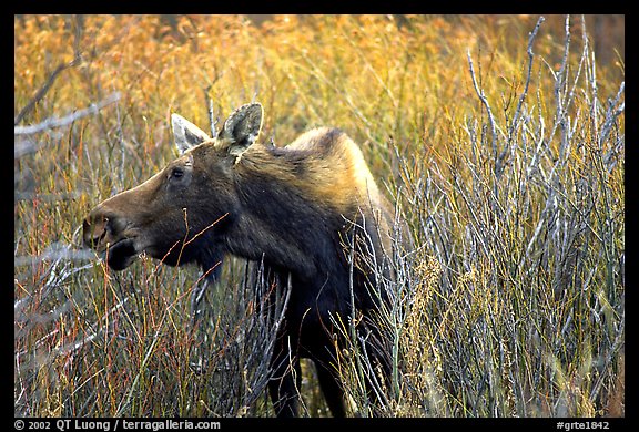 Cow moose browsing on plants. Grand Teton National Park, Wyoming, USA.