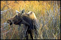 Cow moose browsing on plants. Grand Teton National Park, Wyoming, USA.