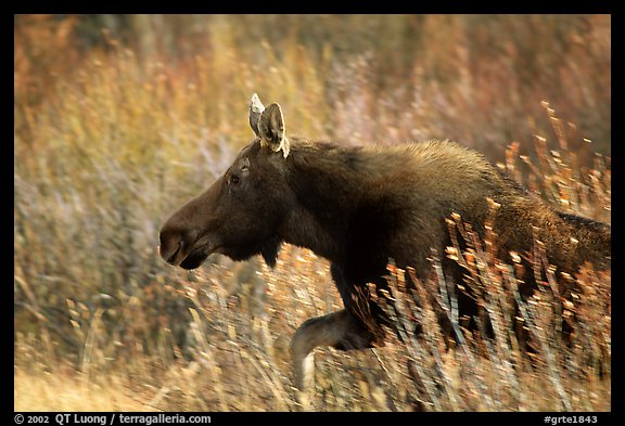 Cow moose running. Grand Teton National Park, Wyoming, USA.