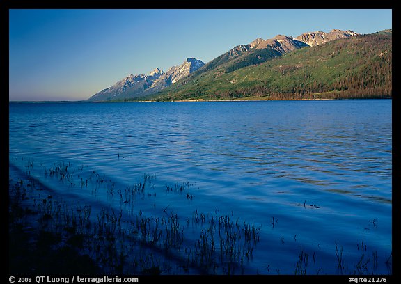 Reeds, Jackson Lake, and distant Teton Range, early morning. Grand Teton National Park, Wyoming, USA.